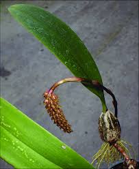 Image result for Bulbophyllum prorepens