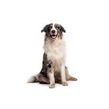 Live the amazing life of a dog owner and opt for one of our australian shepherd puppies for sale. Australian Shepherd Puppies For Sale Breed Info Atlanta Ga