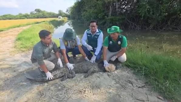 COCODRILO RESCATADO EN LOS ÓRGANOS REGRESA A SU HÁBITAT NATURAL , Un  ejemplar de cocodrilo de Tumbes, de 2.28 metros de longitud, fue liberado  con éxito en una zona de manglares y esteros de la región ...