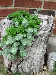 Creative Diy Gardening Idea 15 Tree Trunk Planter Plants