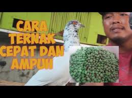 Lakukan dengan baik agar burung merpati anda bisa bertelur dalam waktu yang cepat. Pakan Merpati Agar Cepat Bertelur Youtube