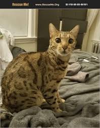 Adopt 18080900161 Bengal Rescue Boston Ma Cats And Kittens Bengal Pets