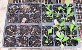 Beyond 20%, you may begin to see negative effects on the growth, yield, and health of your plants. How To Use Worm Castings In Potted Plants Arxiusarquitectura