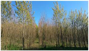 Born cassius marcellus clay jr.; Plants Free Full Text Mycobiota Associated With The Vascular Wilt Of Poplar Html