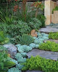 Pin On Succulent Success