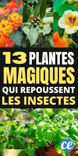 Maybe you would like to learn more about one of these? 13 Plantes Magiques Qui Repoussent Les Insectes Naturellement