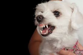 The doggy dan online dog trainer program is a great resource that will teach you how to quickly and effectively train your puppy without even leaving your home. Do Malteses Bite How Can We Stop The Biting Bubbly Pet