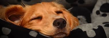 Check spelling or type a new query. How To Make Your Own Dog Bed Hill S Pet