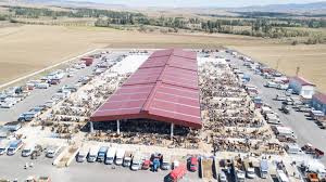 Hayvan Pazarinda Bayram Hareketliligi Corum Belediyesi