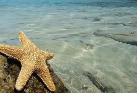 Kết quả hình ảnh cho sao bieenr