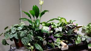 If the light is too dim, the leaf markings will mist wandering jew plants frequently. Help With Bog Emersed Plants Plants Spathiphyllum Peace Lily