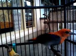 Burung kemade ini sangatlah pndai bernyanyi dengan kicauannya. Burung Kemade Ciri Ciri Kelebihan Suara Makanan Dan Perawatannya Kicaumania Net