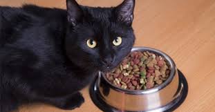 July 24, 2017 at 9:07 pm. Beli Makanan Untuk Kucing Anda Dapatkan Hadiah Percuma Di Petbox