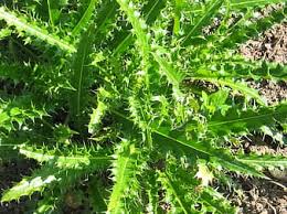 For those of you who walk on areas of your property that have or answer: Thistle Flower Plant Green Welted Flora Natural Thorn Weed Botany Prickly Pikist