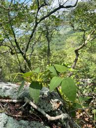 Image result for Ficus muelleriana