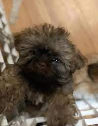 Tzu zoo rescue's mission is to match homeless shih tzus and lhasa apsos with ideal, loving forever homes. Shih Tzu Puppy For Sale Adoption Rescue For Sale In Mineral Virginia Classified Americanlisted Com