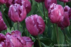The Purple Colors Of Tulip Cathay Travel To The Tulipsinholland Spring 2017 Tulips Flowers Flower Garden