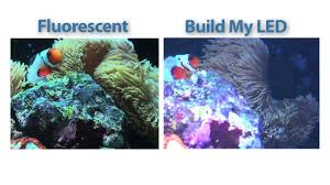 Build My Led Custom Reef Spectrum Vs T5ho Fluorescent On 120g Reef Tank Youtube
