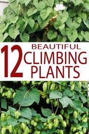 Pin On Gardening Climbers