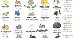 fodder feeding chart for rabbits printable