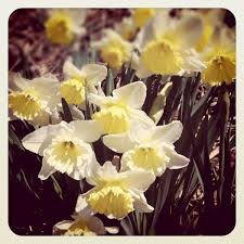 17 Japanese Flower Meanings Japan Talk In 2020 Japanese Flowers Flower Meanings Daffodils