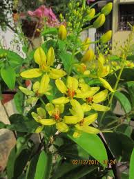 Image result for Tristellateia