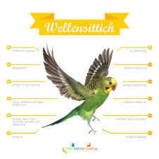 Hallo, ich habe eine frage vor der anschaffung einer schildkröte. Wellensittich