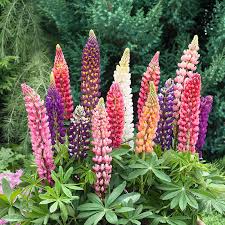 Image result for Lupinus mexicanus