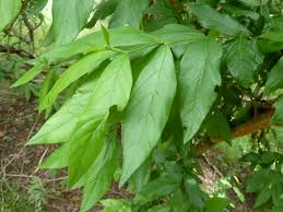 Image result for Combretum