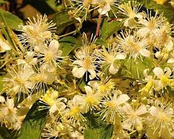 Image result for Clematis simensis