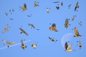 Identification Backyard Birds Of Minnesota Identify Raptors In Flight Backyard Birds Eagle In Flight Raptors
