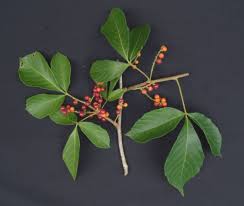 Image result for Allophylus africanus