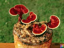 Überprüfen sie die übersetzungen von 'mantar hastalığı' ins deutsch. Reishi Mantar Nedir Faydalari Zararlari Nelerdir Nasil Kullanilmali