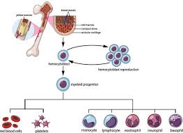 We did not find results for: Red Blood Cell The Definitive Guide Biology Dictionary