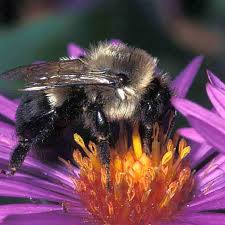 Write a review for honey bee flowers glendale. The Sweet Benefits Of Honey Democrat News Dailyjournalonline Com