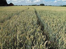 Shot and edited by dylan richards. Intensive Farming Wikipedia