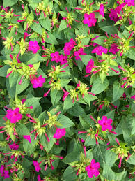 Image result for Mirabilis jalapa