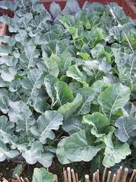 Use cover cropping to your advantage. Organic Pest And Weed Control The Greening Of Gavin