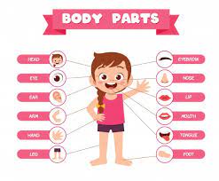 You can listen to the pronunciations by clicking on the images. Body Parts Images Free Vectors Stock Photos Psd
