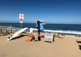 For the film, see shark attack (film). A Deadly Shark Attack At A Beach On Cape Cod That I Know Well The New Yorker