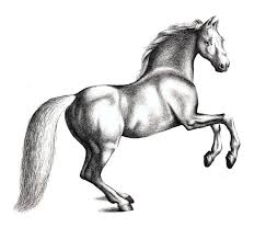 How to start a drawing: How To Draw A Horse With Pencil
