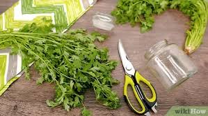 Daun ketumbar biasanya paling mudah jika memang benar begitu, sayang sekali ya! 4 Cara Untuk Menyimpan Daun Ketumbar Wikihow