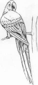 Pencil Drawings Of Parrots Parrot Drop Of Water On Newgrounds Photo Pencil Drawings Of Parrots Parrot Drop Of Water On Newgrounds Image Arte Tropicale Disegni