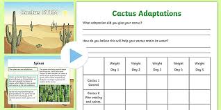 Cactus flower adaptations for attracting pollinators in the desert different types of cacti produce various types of flowers depending on what kind of pollinators they are trying to attract. Cactus Stem Activity And Resource Pack Teacher Made