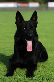 Black German Shepherd Breeders All German Purebred Akc German Shepherd Puppies For Sale