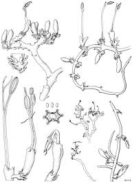 Image result for Inversodicraea tenax