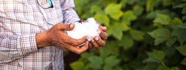 The better cotton initiative (bci) aims to transform cotton production worldwide by developing better cotton as a sustainable mainstream commodity. Home Better Cotton Initiative
