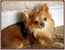 Little Bear Cute Chihuahua Long Haired Chihuahua Chihuahua