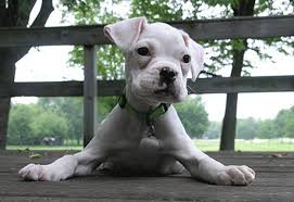 21 Irresistible Boxer Puppies To Celebrate Boxing Day