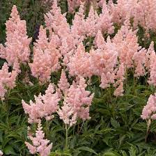 Sister Theresa Astilbe Landscaping With Rocks Perennial Garden Design Astilbe